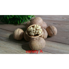 2020 New Crop Walnut 185 Walnut 32mm Xinjiang Walnut in Shell